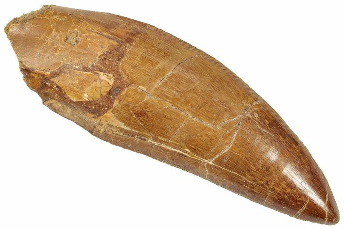 Serrated Carcharodontosaurus Tooth - Huge Dinosaur Tooth #322015